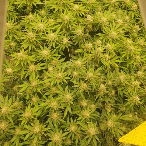 Sour zkittles  #1 growlog timeline photo