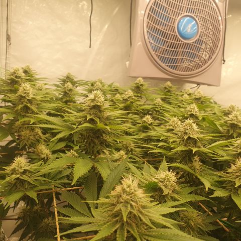 Sour zkittles  #1 growlog timeline photo