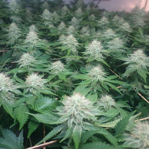 Sour zkittles  #1 growlog timeline photo