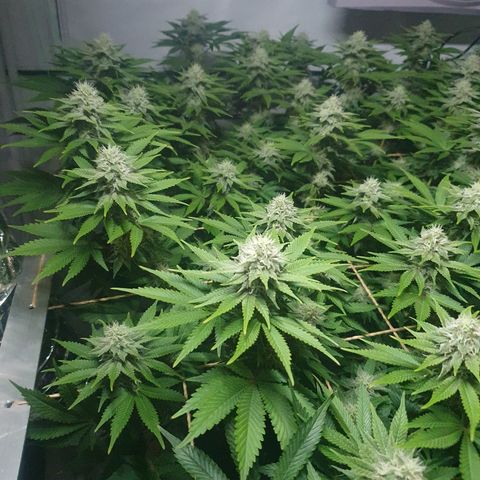 Sour zkittles  #1 growlog timeline photo