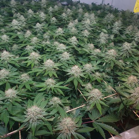 Sour zkittles  #1 growlog timeline photo