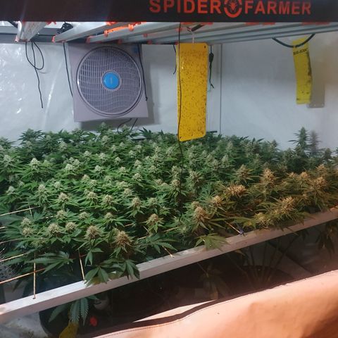 Sour zkittles  #1 growlog timeline photo
