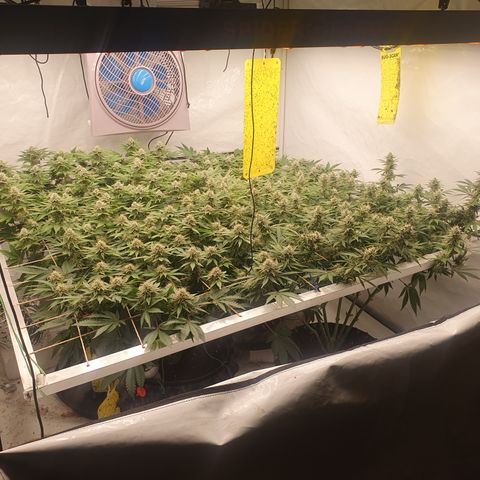 Sour zkittles  #1 growlog timeline photo