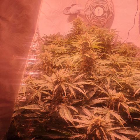 Cosmos #1 growlog timeline photo