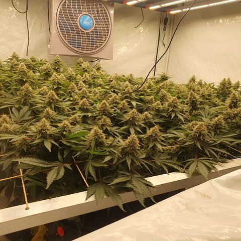 Sour zkittles  #1 growlog timeline photo