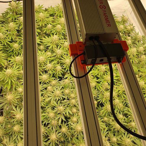 Sour zkittles  #1 growlog timeline photo