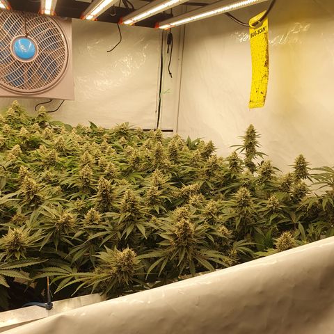 Sour zkittles  #1 growlog timeline photo