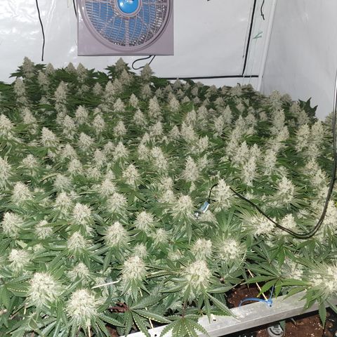 Sour zkittles  #1 growlog timeline photo