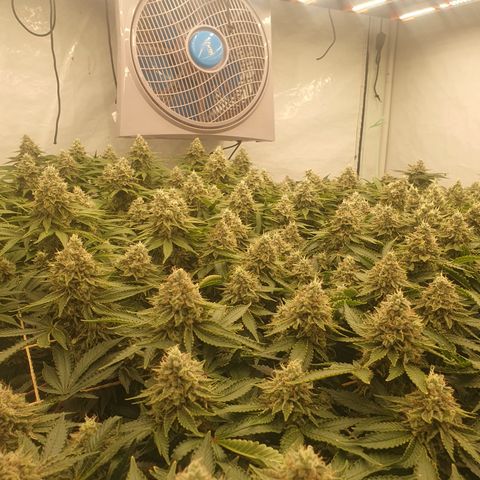 Sour zkittles  #1 growlog timeline photo