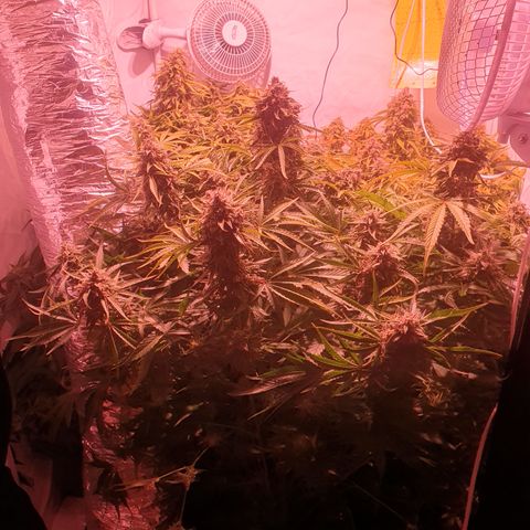 Cosmos #1 growlog timeline photo