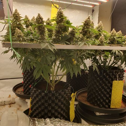 Sour zkittles  #1 growlog timeline photo