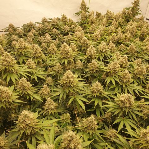 Sour zkittles  #1 growlog timeline photo