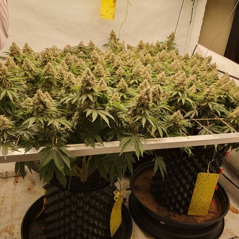 Sour zkittles  #1 growlog timeline photo
