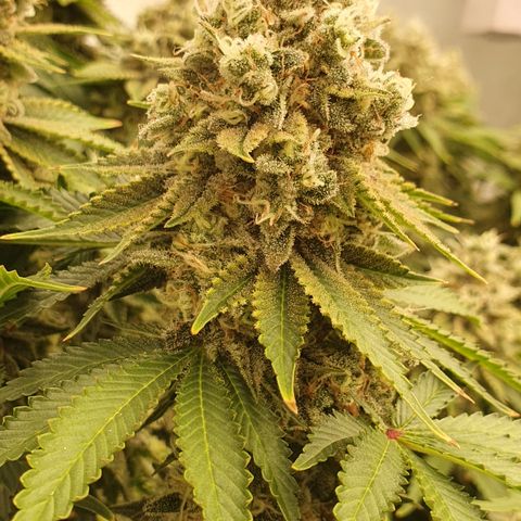 Sour zkittles  #1 growlog timeline photo