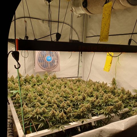 Sour zkittles  #1 growlog timeline photo