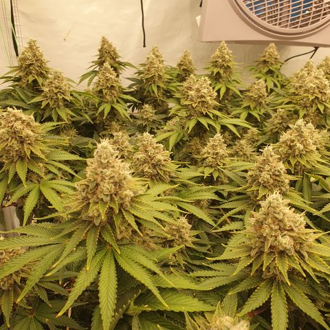 Sour zkittles  #1 growlog timeline photo