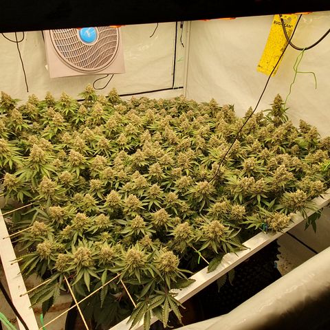 Sour zkittles  #1 growlog timeline photo