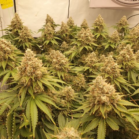 Sour zkittles  #1 growlog timeline photo