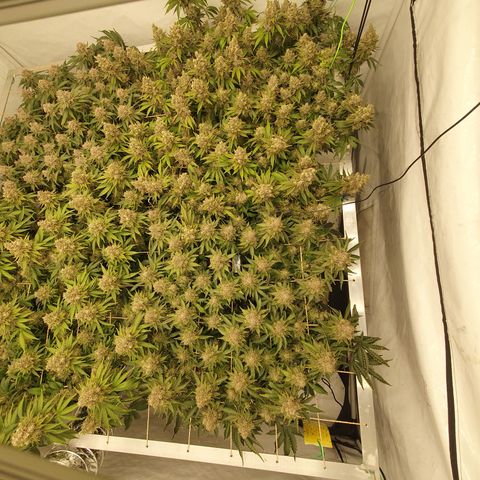 Sour zkittles  #1 growlog timeline photo