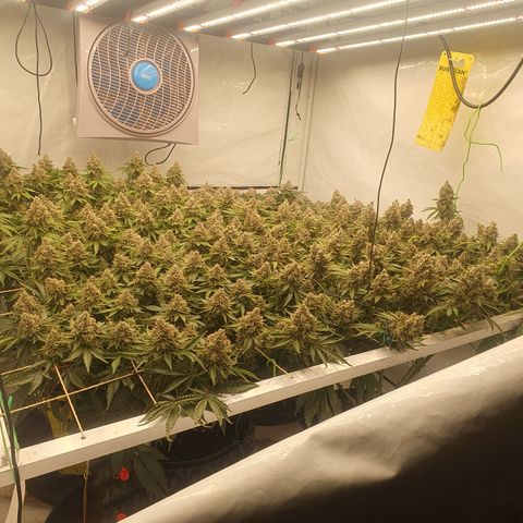 Sour zkittles  #1 growlog timeline photo