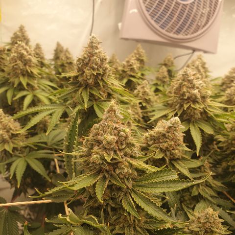 Sour zkittles  #1 growlog timeline photo