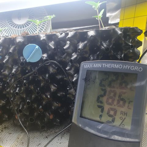 Cosmos #1 growlog timeline photo