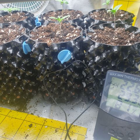 Auto cinderella jack  growlog timeline photo