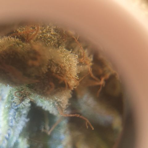 Sour zkittles  #1 growlog timeline photo