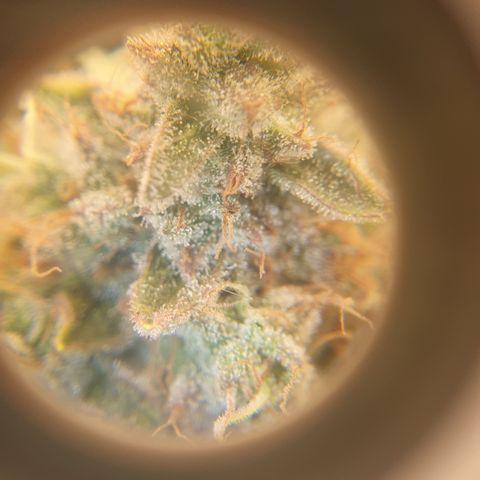 Sour zkittles  #1 growlog timeline photo