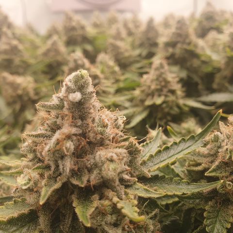 Sour zkittles  #1 growlog timeline photo