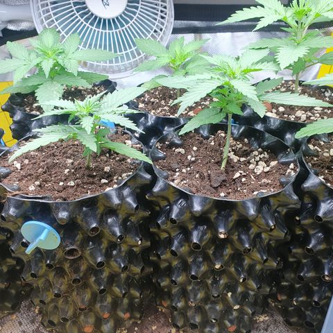 Auto cinderella jack  growlog timeline photo