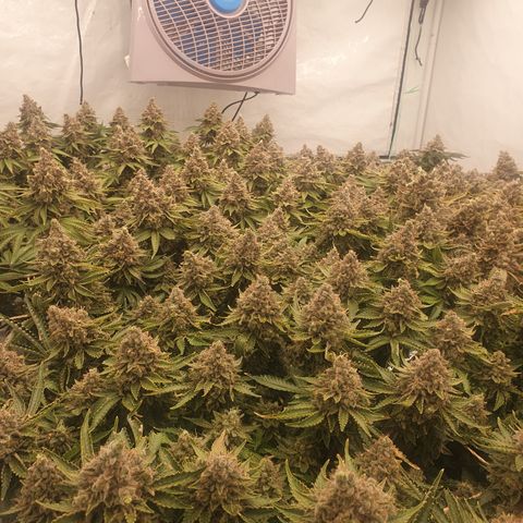Sour zkittles  #1 growlog timeline photo