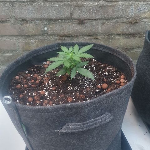 Auto cinderella jack  growlog timeline photo