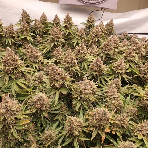 Sour zkittles  #1 growlog timeline photo
