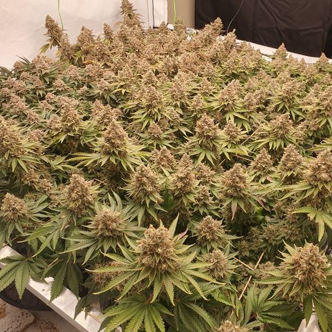 Sour zkittles  #1 growlog timeline photo