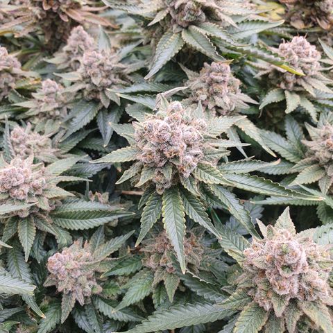 Sour zkittles  #1 growlog timeline photo