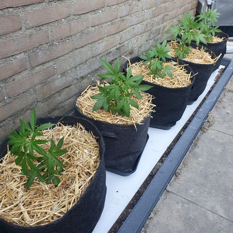 Auto cinderella jack  growlog timeline photo