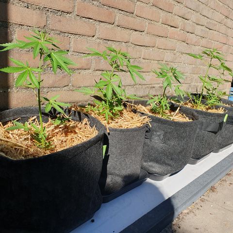 Auto cinderella jack  growlog timeline photo