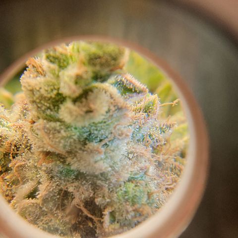 Sour zkittles  #1 growlog timeline photo