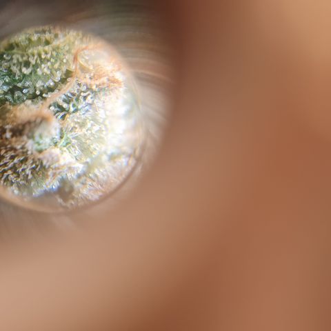 Sour zkittles  #1 growlog timeline photo