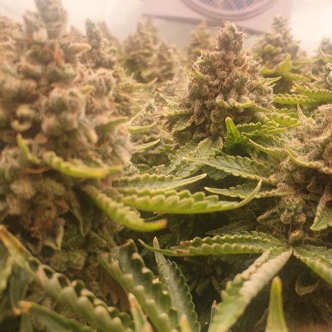 Sour zkittles  #1 growlog timeline photo