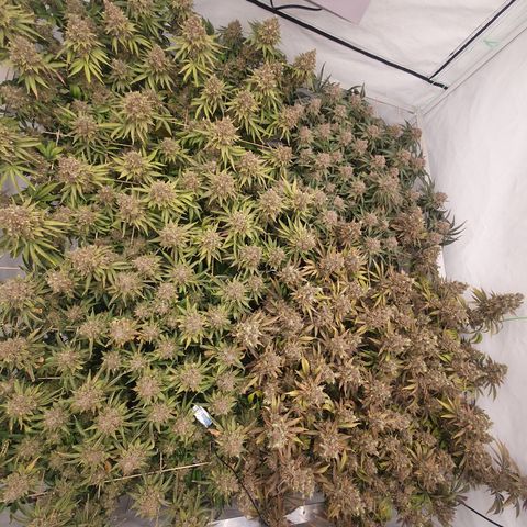 Sour zkittles  #1 growlog timeline photo