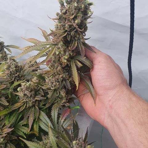 Sour zkittles  #1 growlog timeline photo