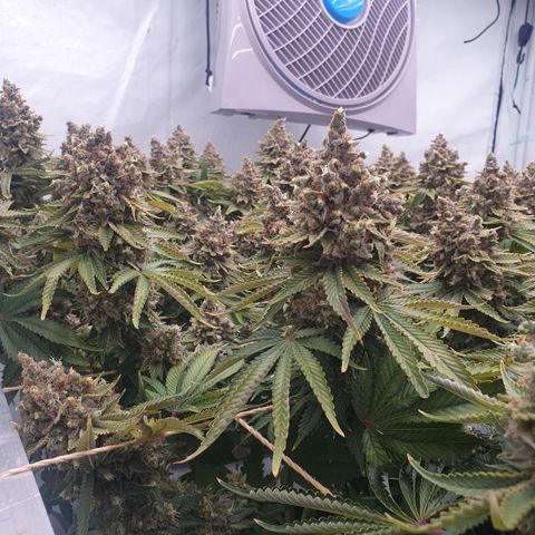 Sour zkittles  #1 growlog timeline photo