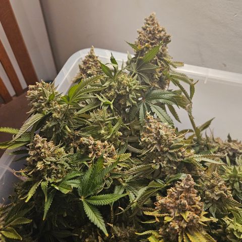 Sour zkittles  #1 growlog timeline photo