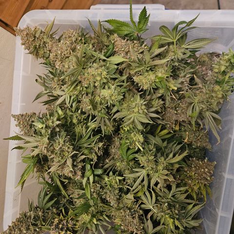 Sour zkittles  #1 growlog timeline photo