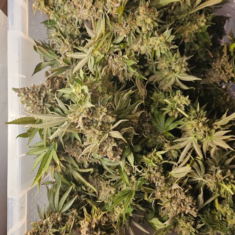 Sour zkittles  #1 growlog timeline photo