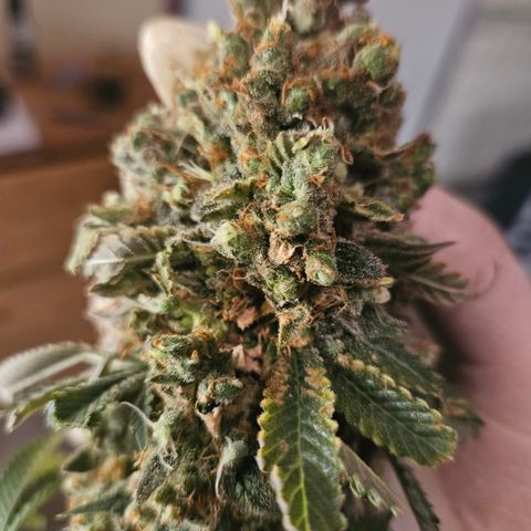 Sour zkittles  #1 growlog timeline photo