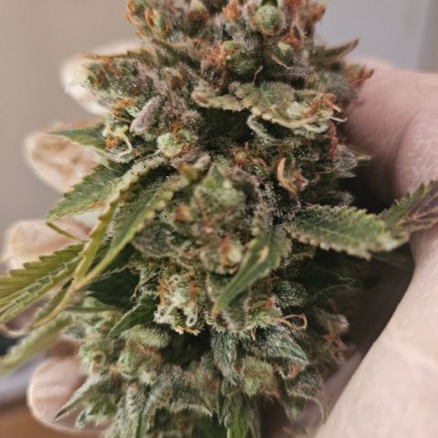 Sour zkittles  #1 growlog timeline photo