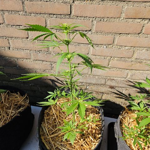 Auto cinderella jack  growlog timeline photo